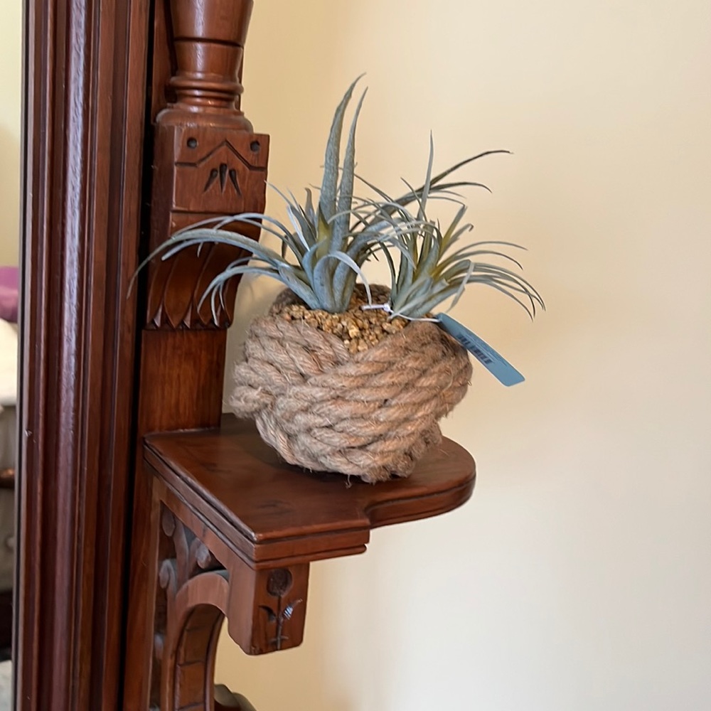 Plant